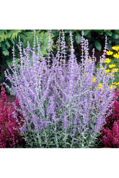 Перовскія "Блю Спайр" із яскравими синьо-бузковими суцвіттями — елегантний акцент саду